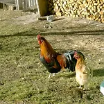 بيت ضيافة Seerhof