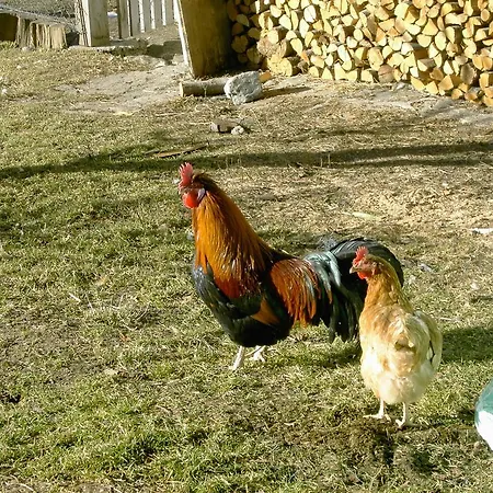 בית הארחה Seerhof